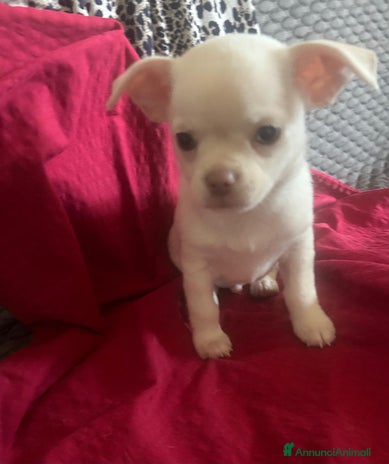 Chihuahua cani - Annuncio 18