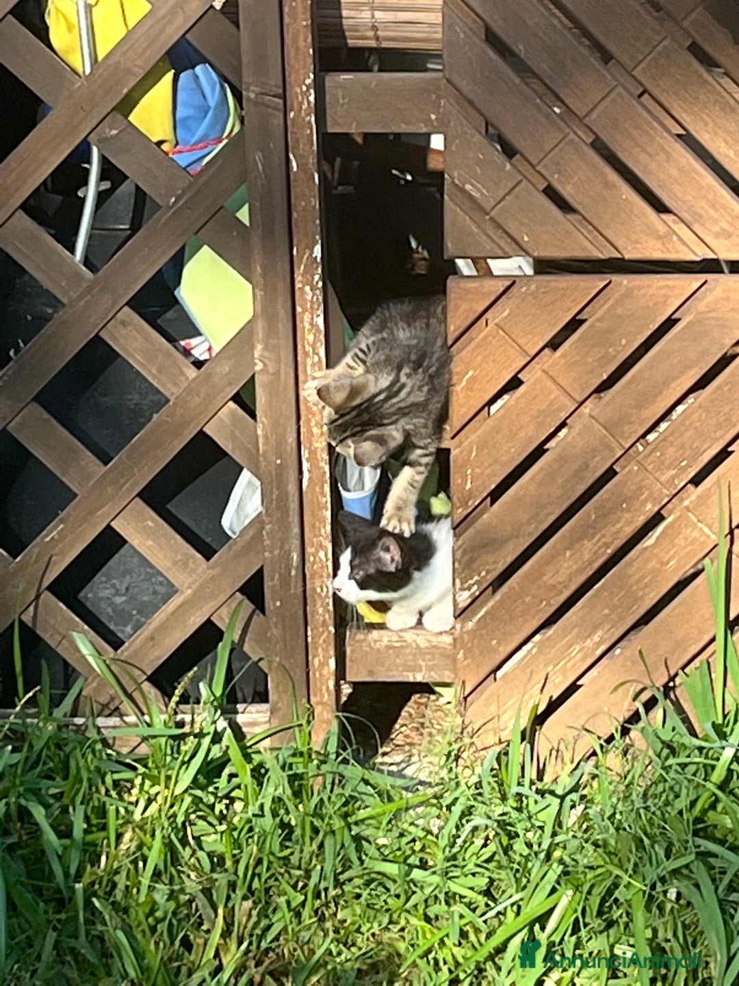 Meticcio gatti in regalo: Gattina in adozione - Annuncio 7