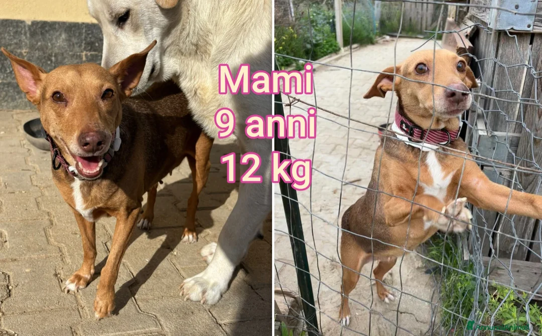 Meticcio cani in regalo: CANI TAGLIA PICCOLA E CONTENUTA  a Provincia di Pistoia - Annuncio 6