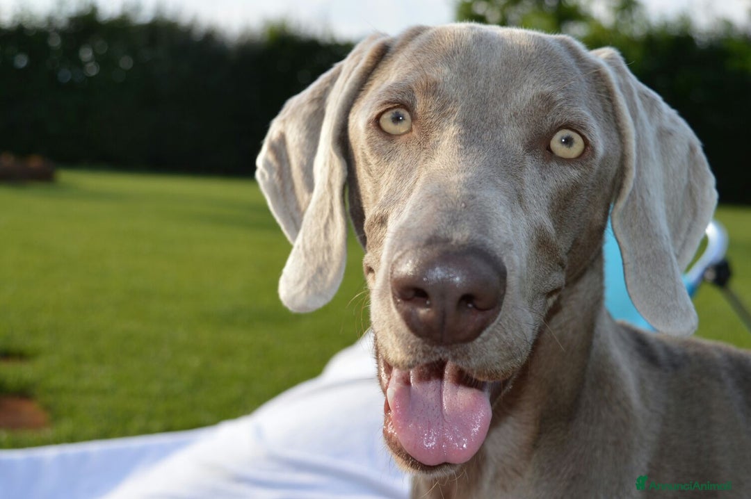Weimaraner cani in vendita: cuccioli weimaraner - Annuncio 2
