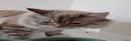 Siberiano gatti in vendita: Gatto siberiano 7 mesi - Annuncio 4