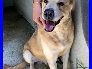 Meticcio cani BIG BEN nonnino coccolone! - Annuncio 13