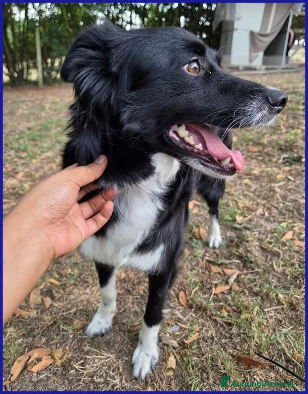 Meticcio cani in regalo: DIETA sui 2anni socievole - Annuncio 2