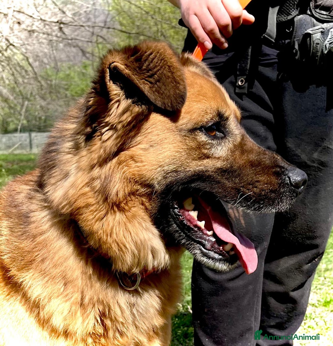 Meticcio cani in regalo: Axel cerca una famiglia  - Annuncio 11