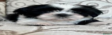 Shih Tzu 1