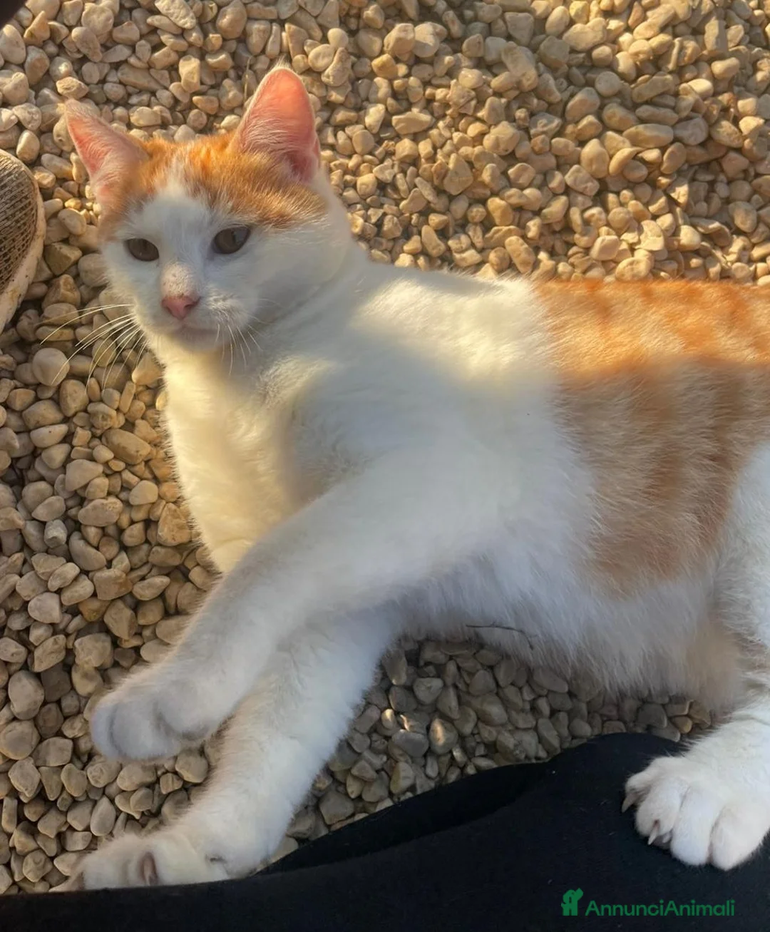 Meticcio gatti in regalo: DOLCE GATTINO ROSSO - Annuncio 6