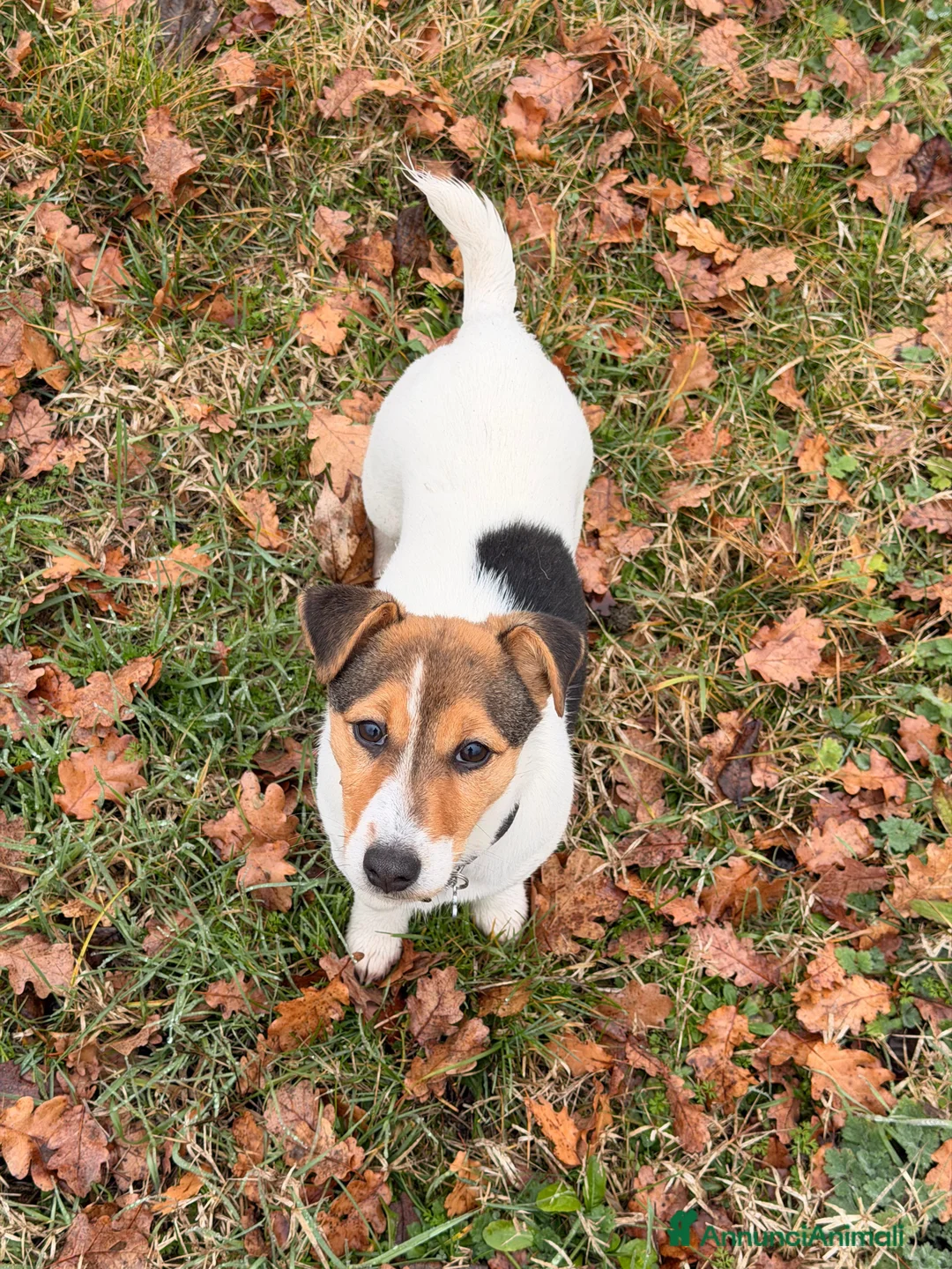 Jack Russell cani in vendita: Cucciola di jack russell terrier  - Annuncio 1