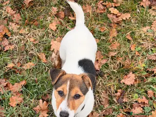 Jack Russell cani Cucciola di jack russell terrier - Annuncio 20