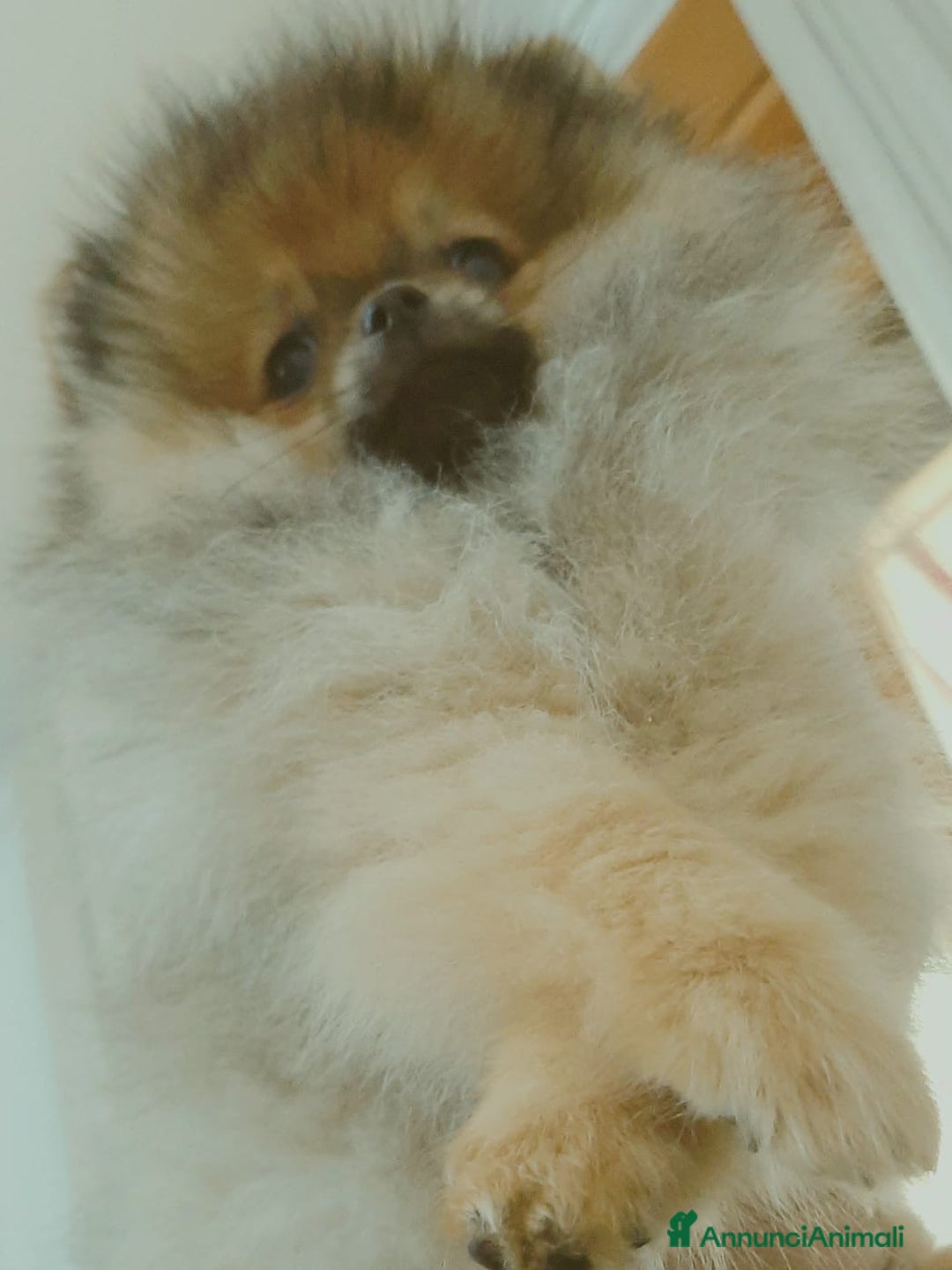 Volpino Pomerania cani in vendita: Spitz tedesco nano - Annuncio 11