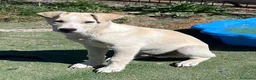 Meticcio cani in regalo: Cucciolo 3 mesi a Provincia di Varese - Annuncio 6
