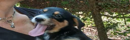 Meticcio cani in regalo: MAGNUM HA BISOGNO DI UNA CASA E TANTO AMORE - Annuncio 3