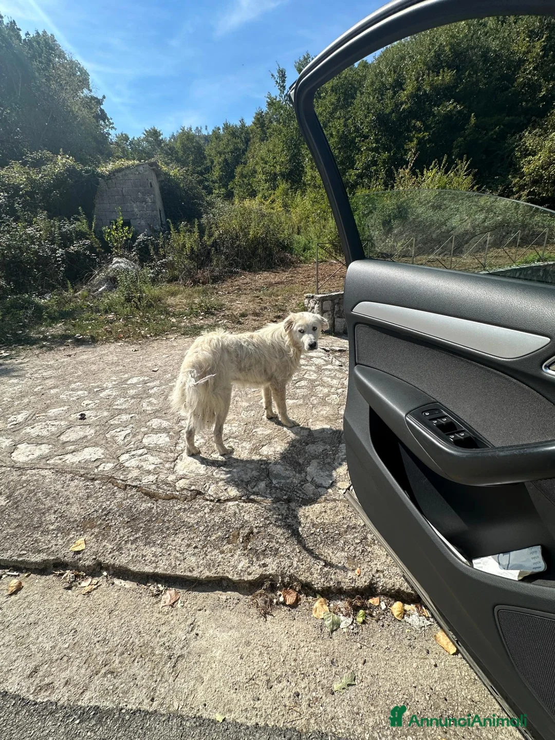 Altre razze cani in regalo: Bruno - Annuncio 2