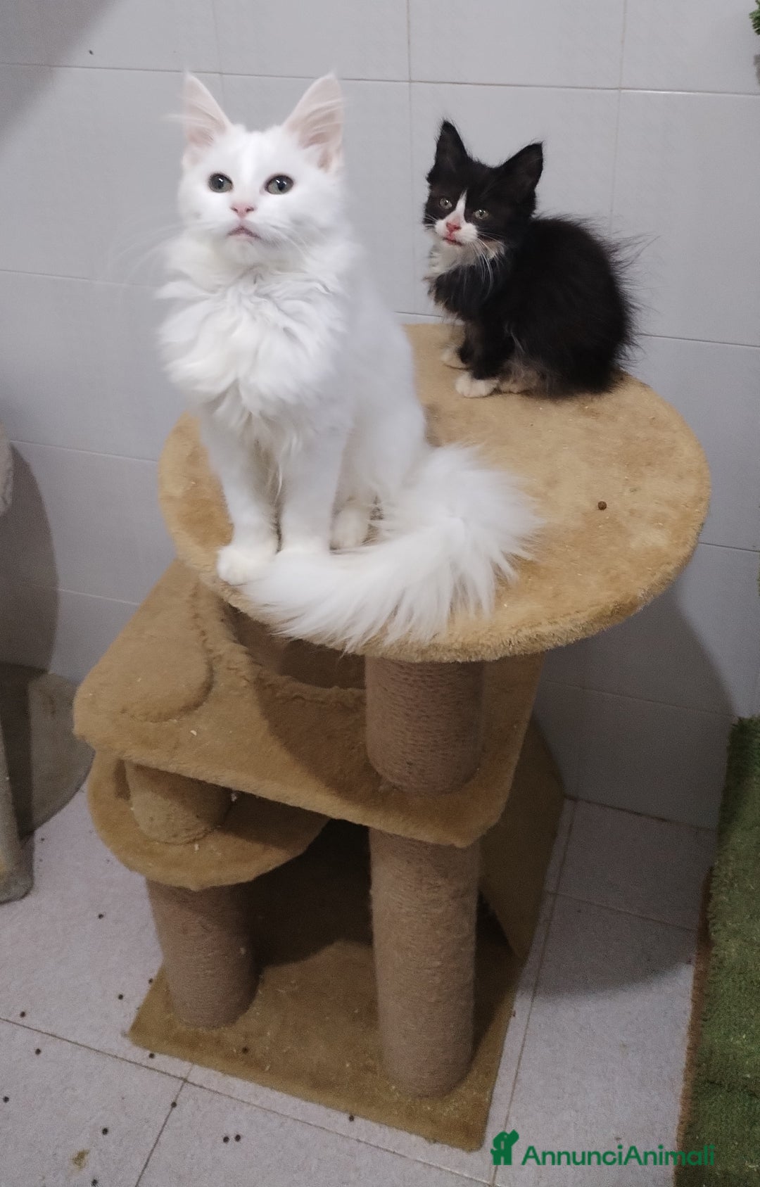 Maine Coon gatti in vendita: Maine coon  - Annuncio 3