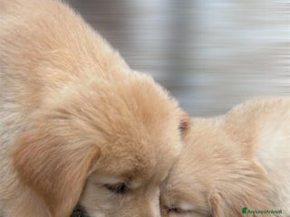 Golden Retriever cani Golden Retriever cuccioli disponibili - Annuncio 1