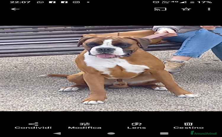 Boxer cani a Provincia di Pisa - Annuncio 2
