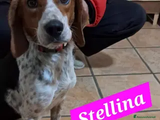 Meticcio cani Stellina mix Beagle 2anni kg10 salvata SUD - Annuncio 33