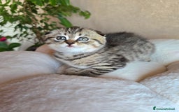 Scottish gatti in vendita: Cuccioli scottish fold e straight  a Provincia di Vicenza - Immagine 6