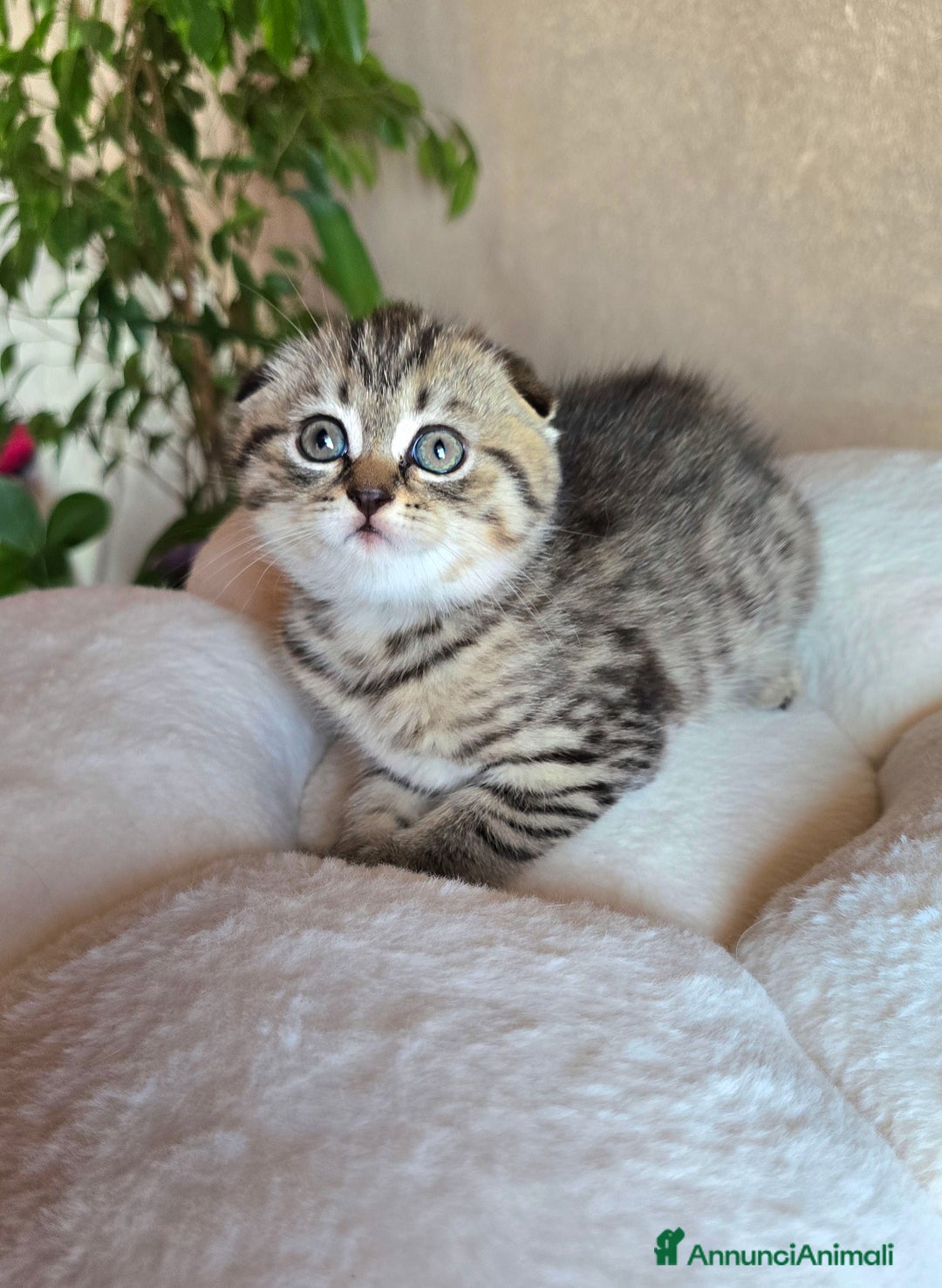 Scottish gatti in vendita: Cuccioli scottish fold e straight  a Provincia di Vicenza - Immagine 6