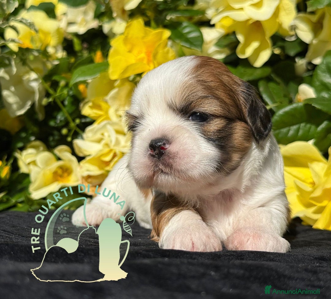 Maltipoo cani in vendita: Tre Quarti di Luna Barboncino Maltipoo Lhasa Apso - Annuncio 4