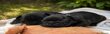Maschio e femmina
