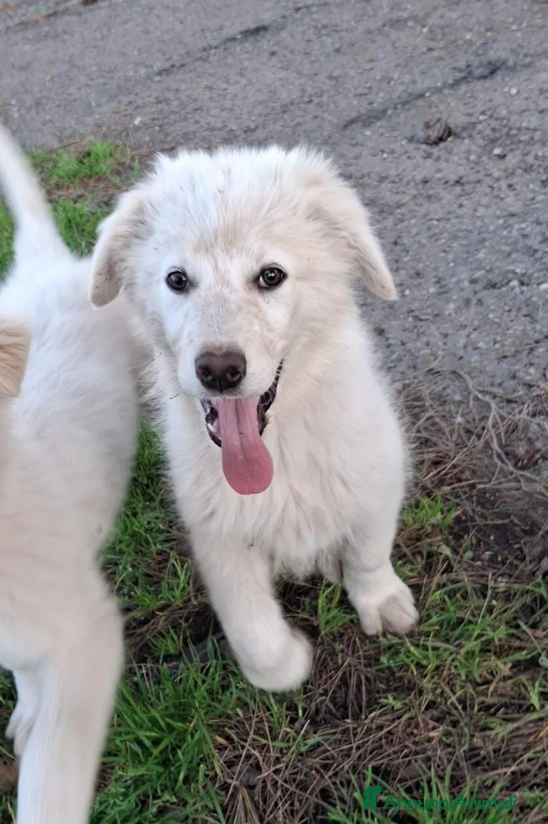 Meticcio cani in regalo: EROS 💙 - cucciolo taglia media/abbondante 🙏🏻 a Città metropolitana di Milano - Annuncio 2