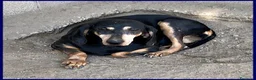 Meticcio cani in regalo: DAIMA tranquilla e buona - Annuncio 2