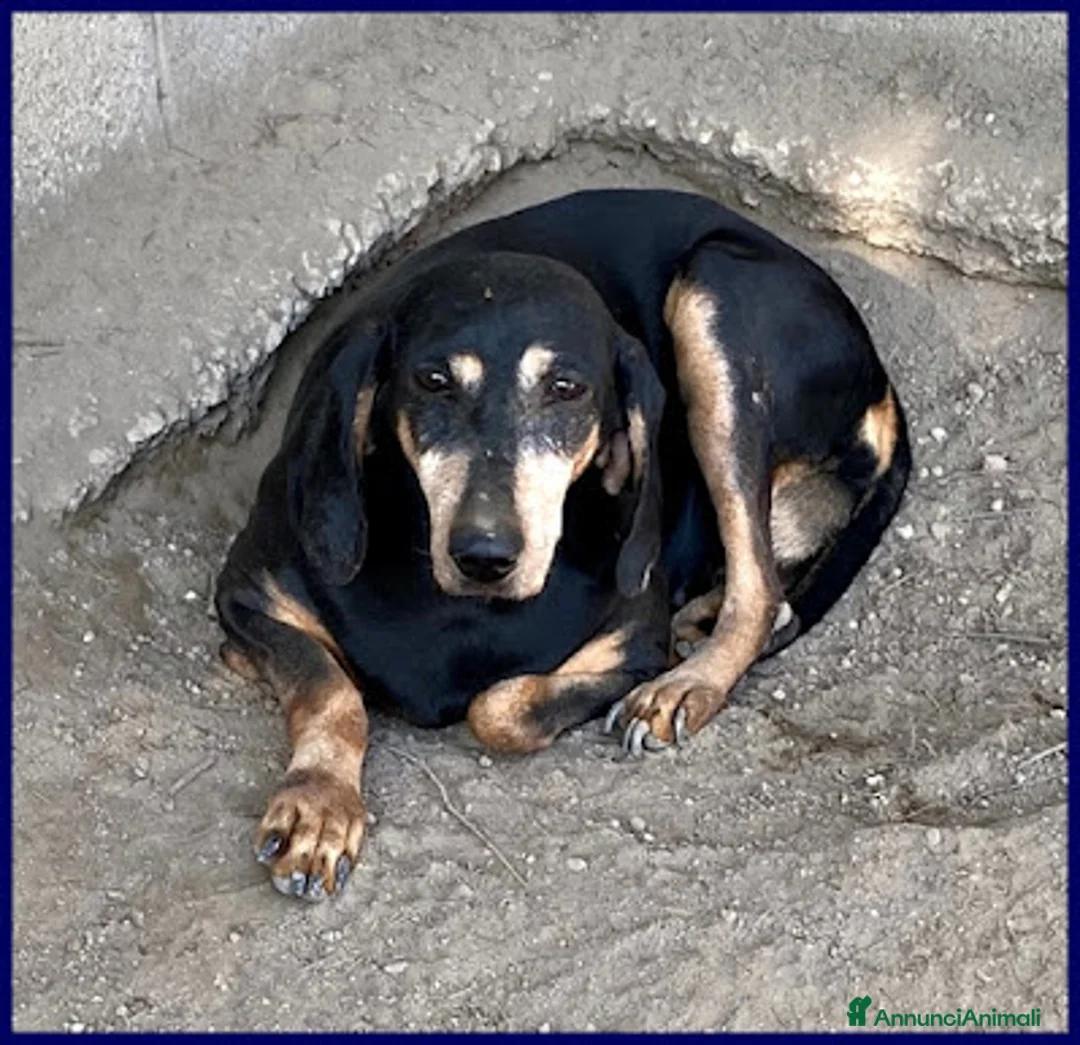 Meticcio cani in regalo: DAIMA tranquilla e buona - Annuncio 2