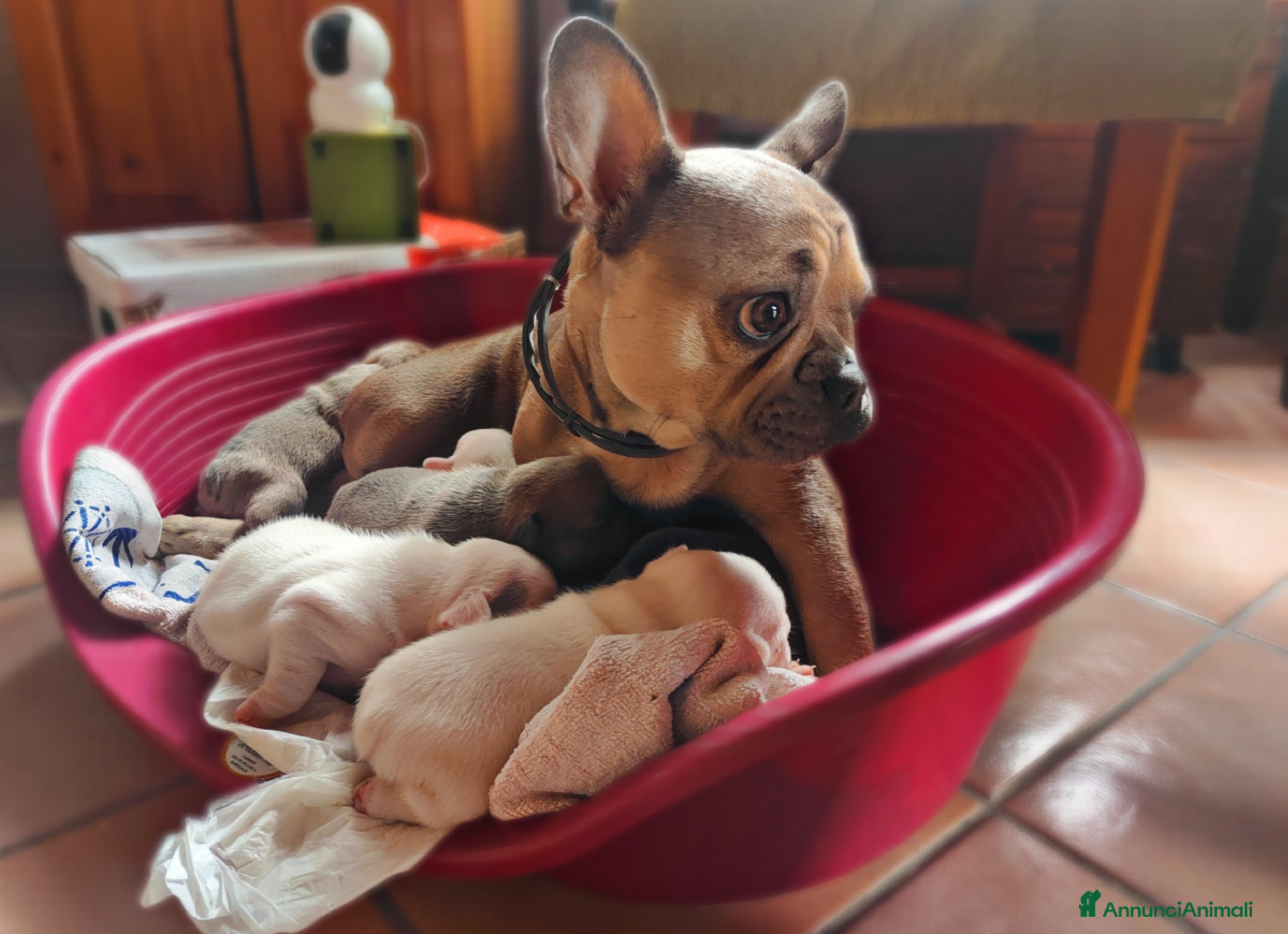 Bulldog Francese cani Splendida Cucciolata Bulldog Francesi - Annuncio 4