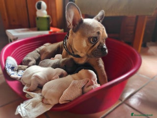 Bulldog Francese cani - Annuncio 11