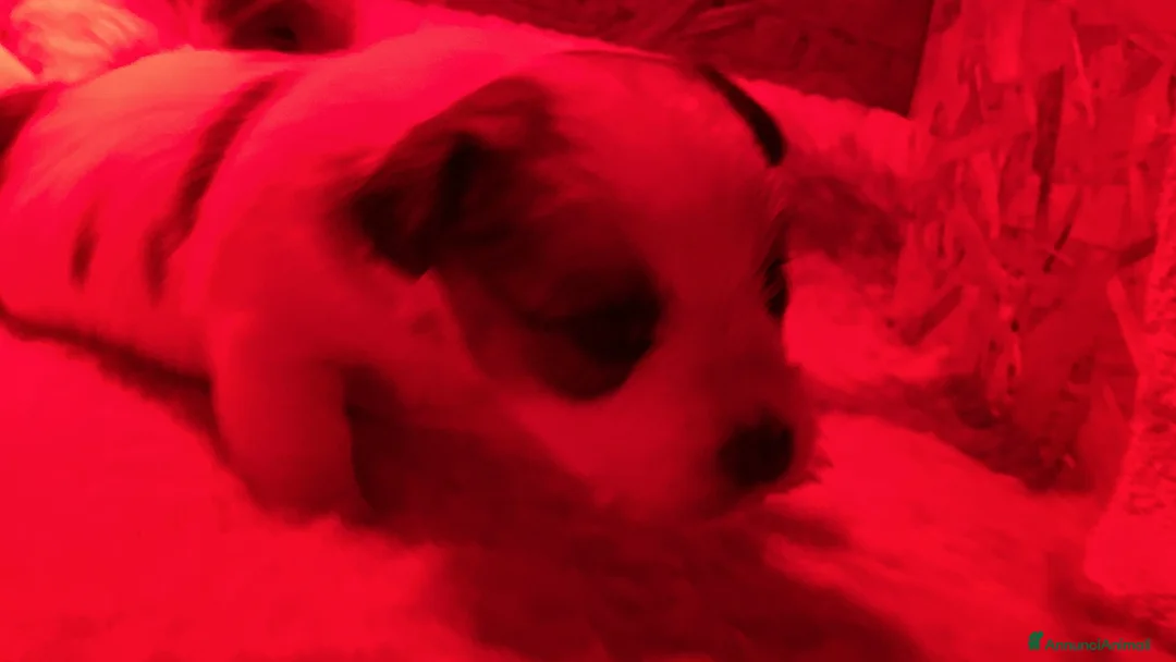 Jack Russell cani in vendita: JACK RUSSELL TERRIER PELO RUVIDO - Annuncio 21