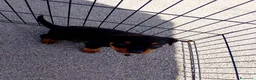 Rottweiler cani in vendita: Cucciola di Rottweiler  - Annuncio 2