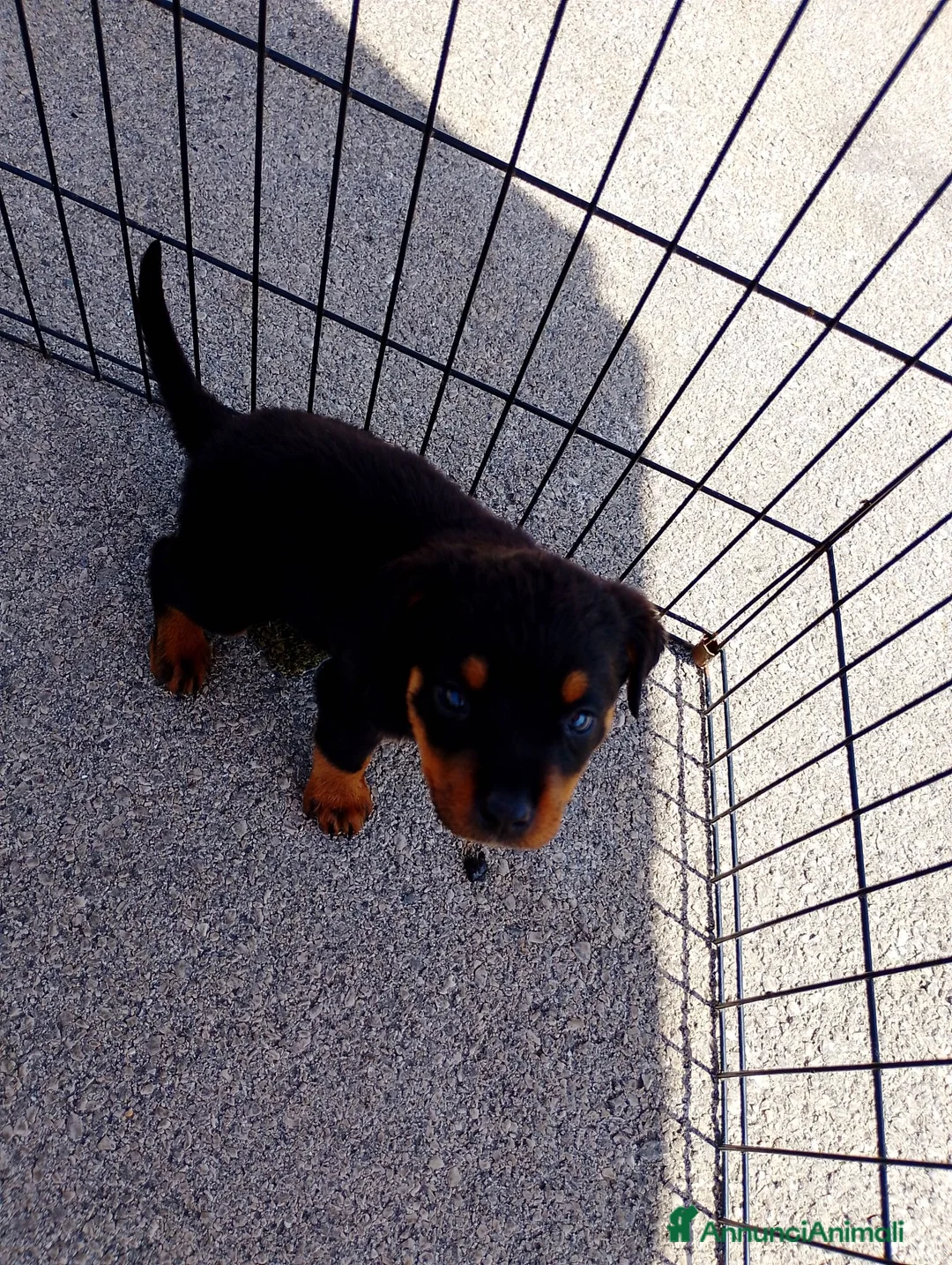Rottweiler cani in vendita: Cucciola di Rottweiler  - Annuncio 2