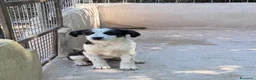Meticcio cani in regalo: Oliver a Città metropolitana di Milano - Annuncio 3