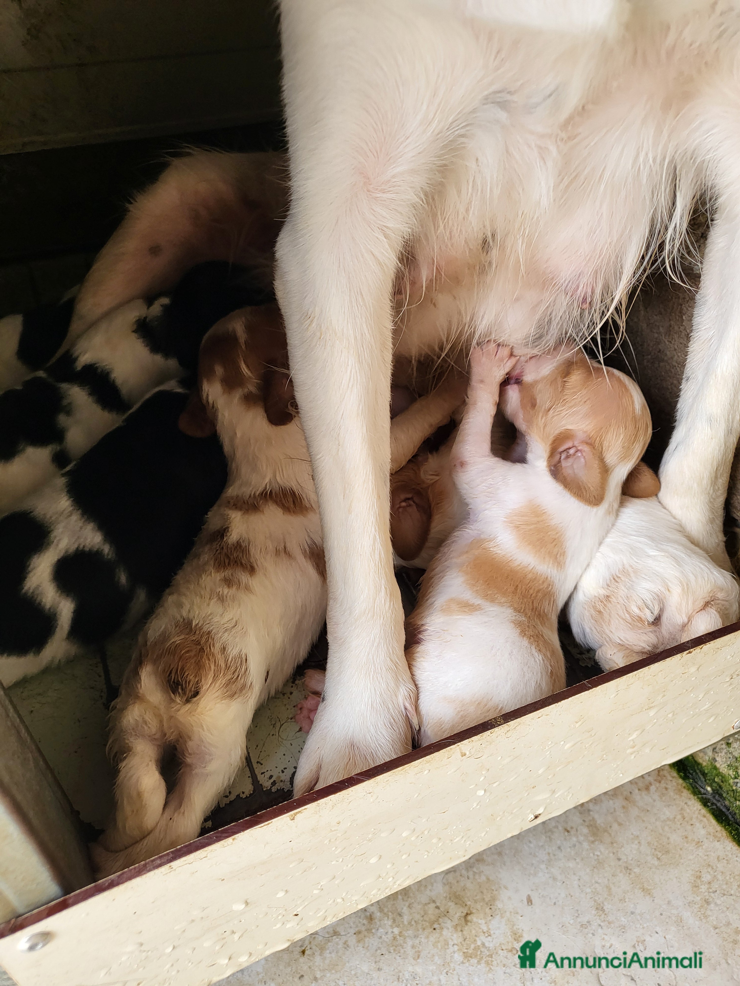 Breton cani Epagneul breton  - Annuncio 18
