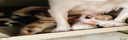 Breton cani in vendita: Epagneul breton  a Provincia di Cosenza - Annuncio 1
