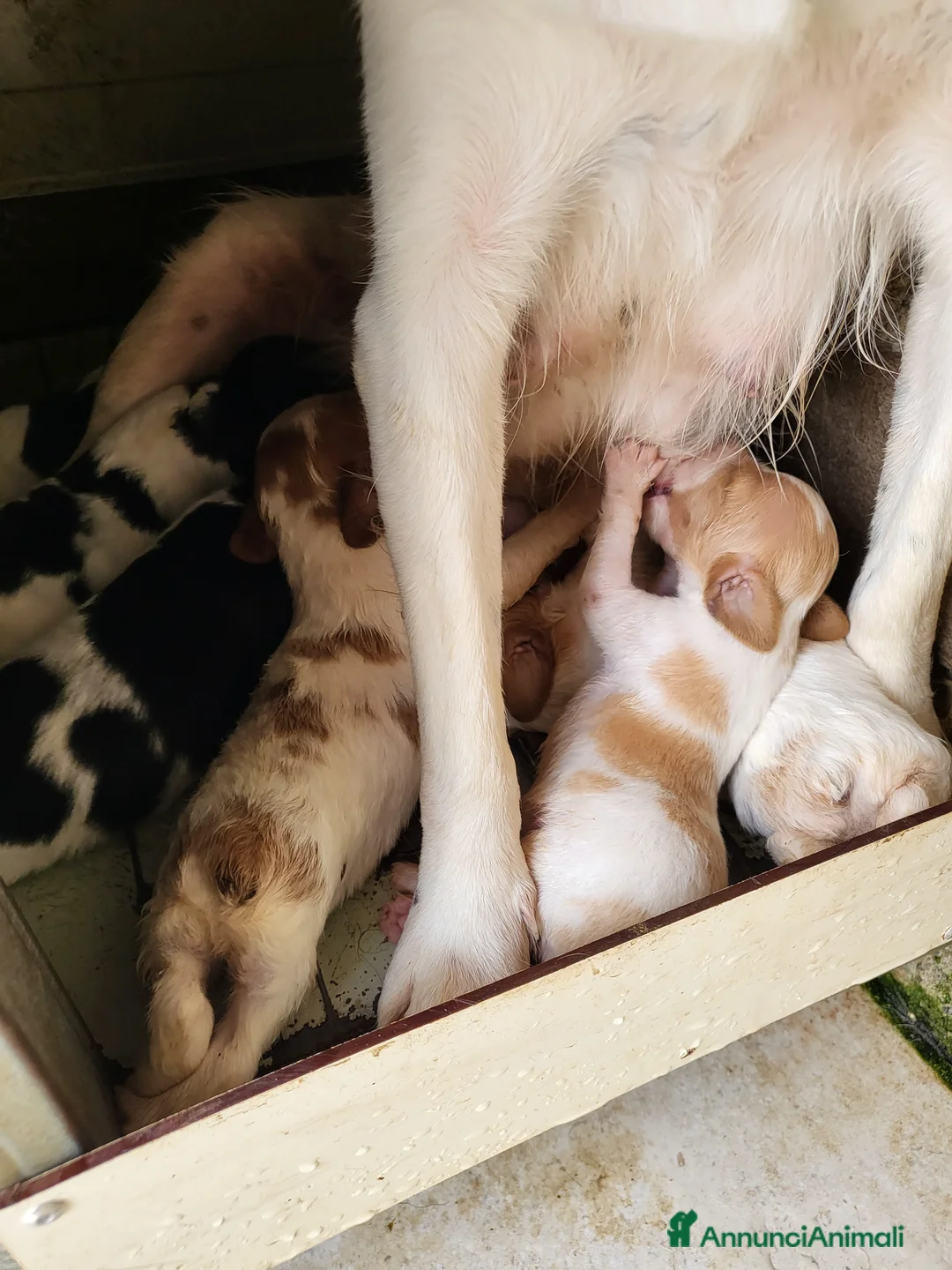 Breton cani in vendita: Epagneul breton  a Provincia di Cosenza - Annuncio 1