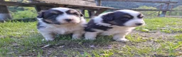 Australian Shepherd cani in vendita: Cucciole Australian shepherd - Annuncio 5