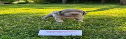 Weimaraner cani in vendita:  CUCCIOLI DISPONIBILI di Weimaranner  - Annuncio 4