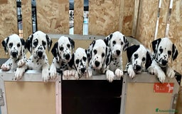 Dalmata cani in vendita: Cuccioli Dalmata - Immagine 1