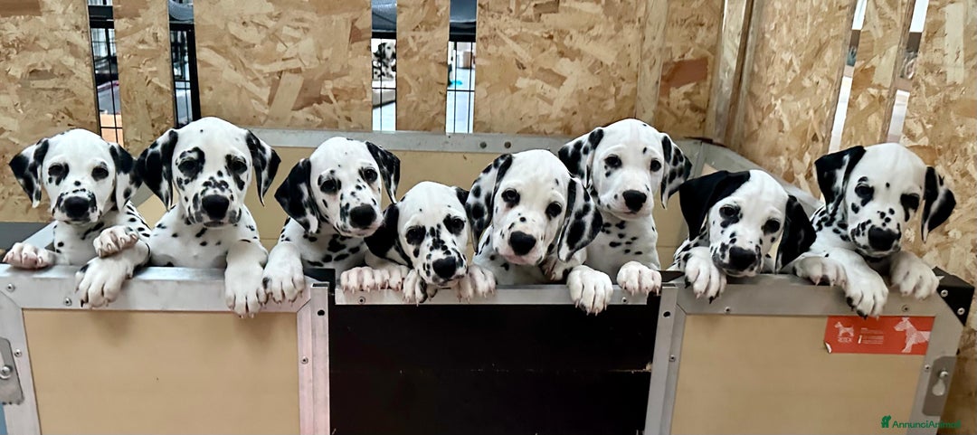 Dalmata cani in vendita: Cuccioli Dalmata - Annuncio 1