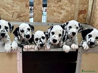 Dalmata cani Cuccioli Dalmata - Annuncio 5