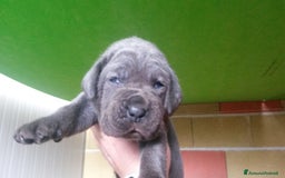 Cane Corso cani in vendita: cuccioli e cuccioloni  di cane corso  a Provincia di Cuneo - Immagine 12