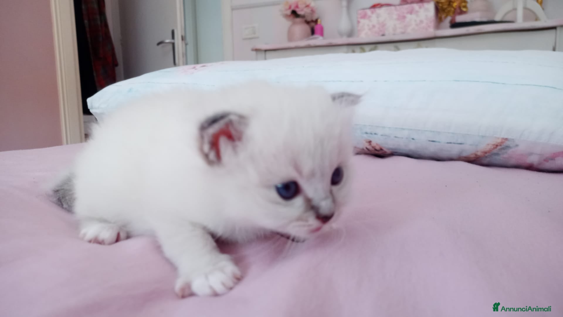 Sacro di Birmania gatti in vendita: Disponibili 2 gattini maschi - Annuncio 5