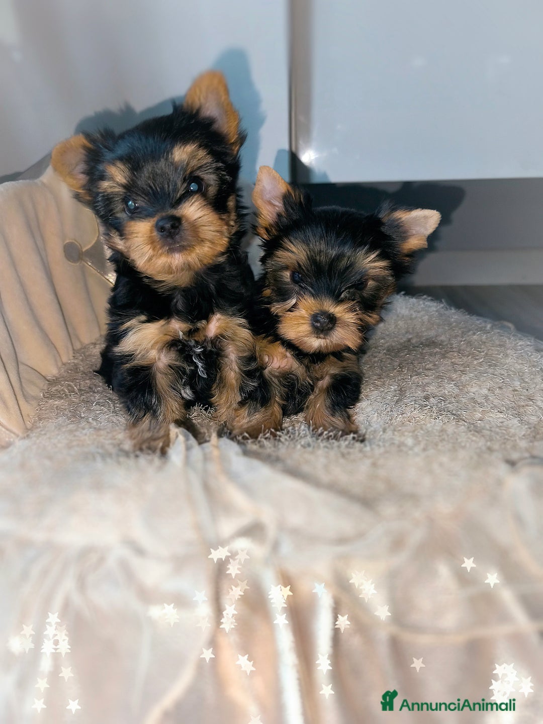 Yorkshire cani in vendita: Yorkshire terrier  - Annuncio 7