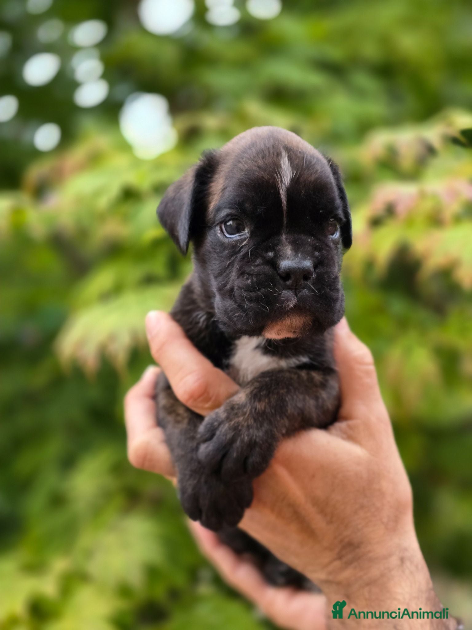 Boxer cani Boxer cucciolo maschio - Annuncio 20