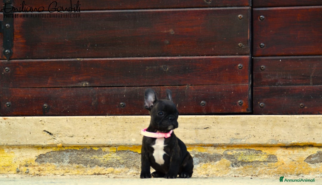 Bulldog Francese cani in vendita: Femmina bringee bouledogue francese  - Immagine 7
