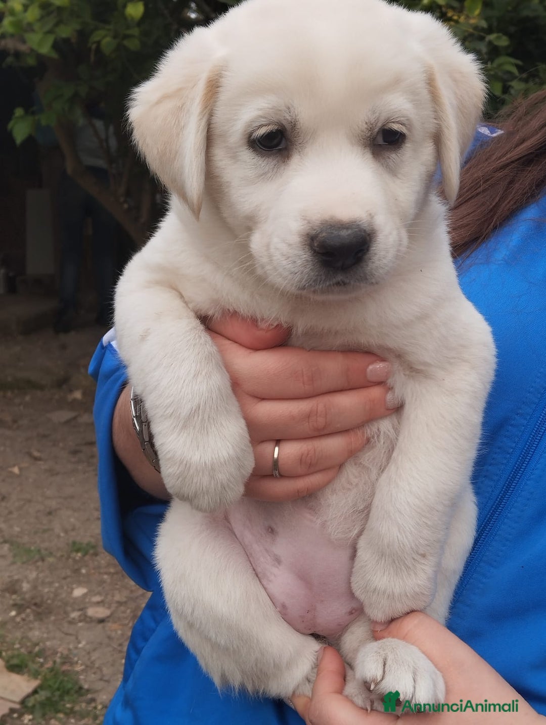 Altre razze cani in regalo: Lola, cucciola simil labrador cerca casa  a Città metropolitana di Roma Capitale - Annuncio 2