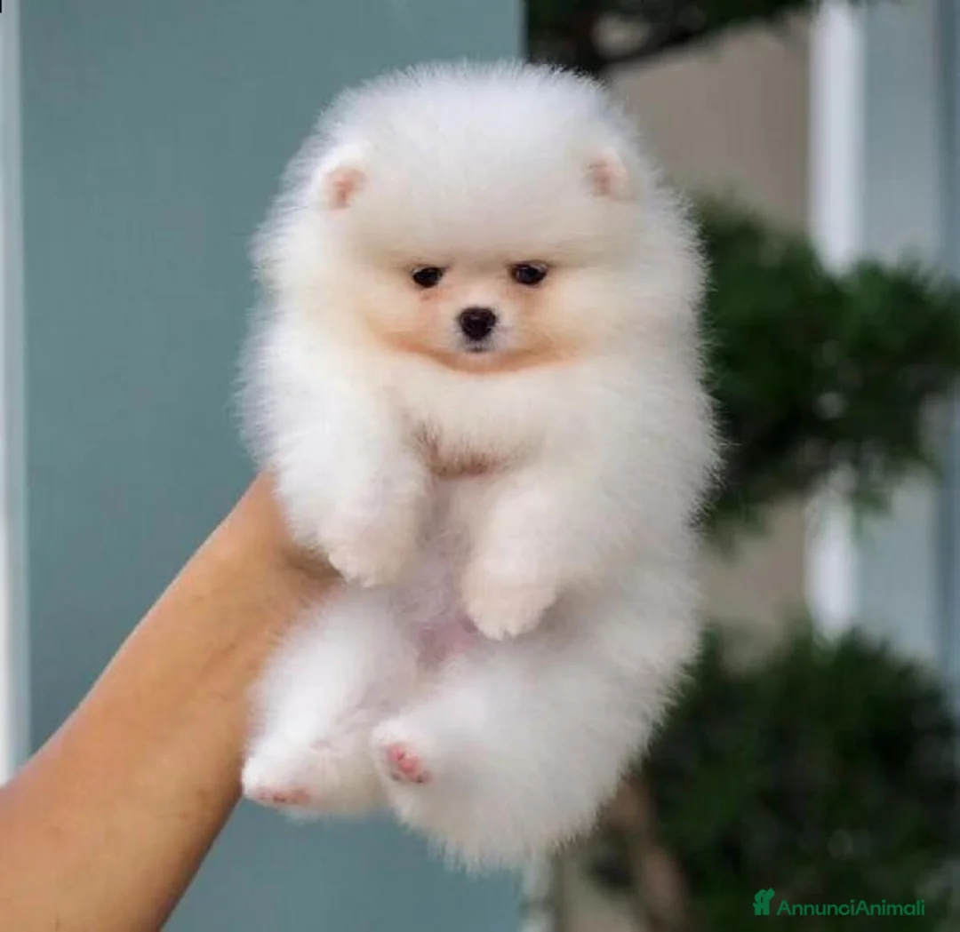 Spitz cani in vendita: Spitz di Pomerania  - Annuncio 16