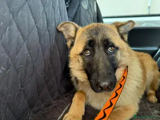 Pastore Tedesco cani ADOZ.DEL CUOR:cerca famiglia che loami!Buttato via - Annuncio 2