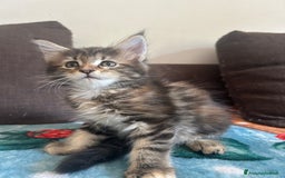 Maine Coon gatti in vendita: Maine Coon pedigree Anfi a Provincia di Modena - Immagine 24